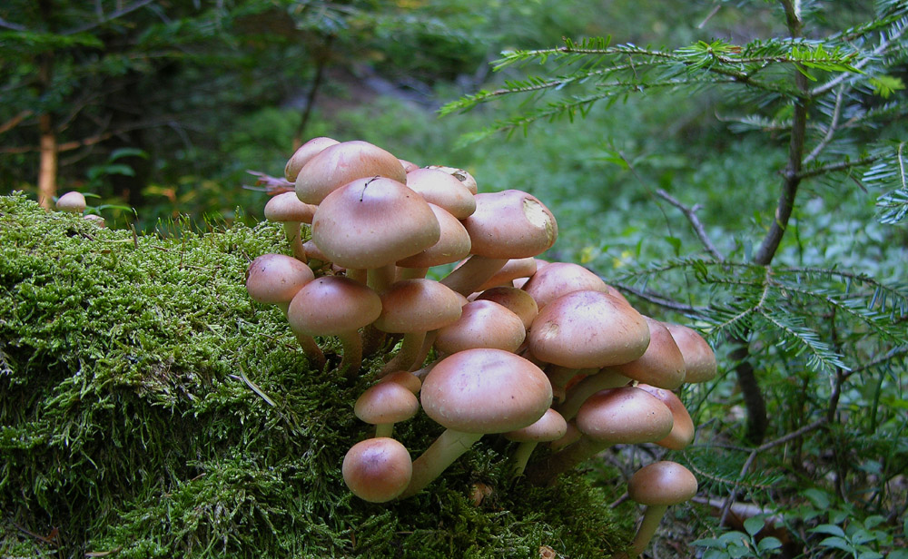 Piove domani si va a funghi.....